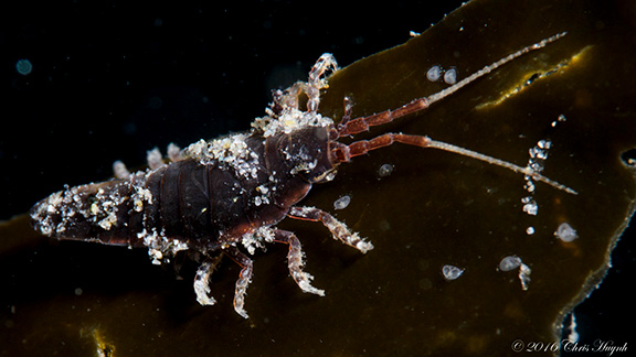 Isopod