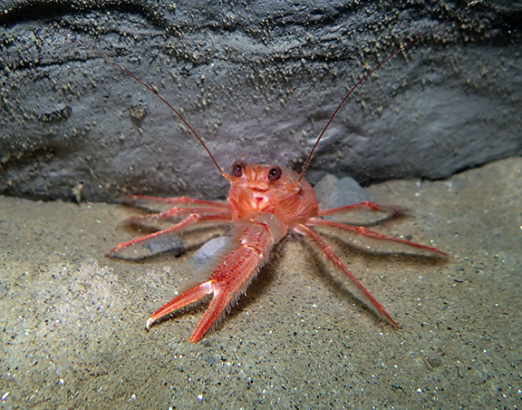 Tuna Crab