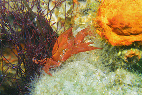 Southern Kelp Crab