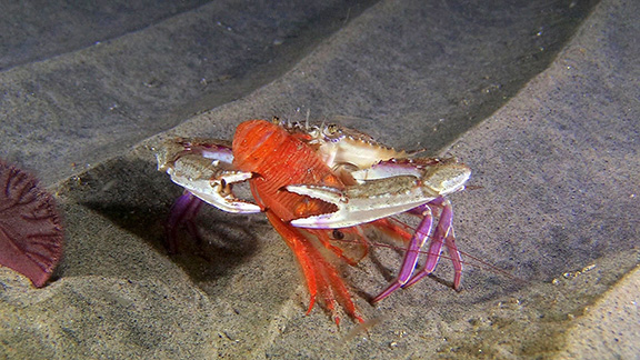 Swimming Crab and Tuna Crab