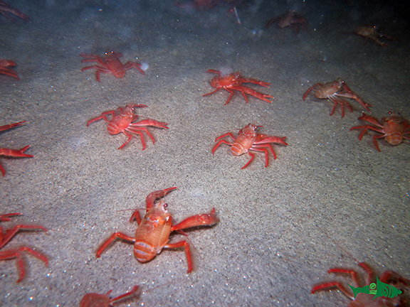 Tuna Crabs
