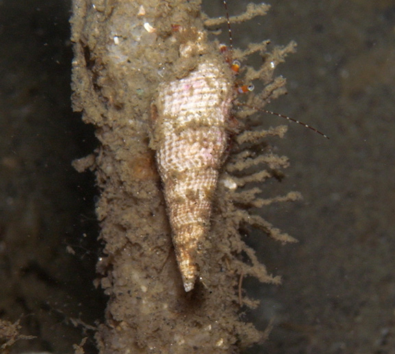 Phimochirus californiensis