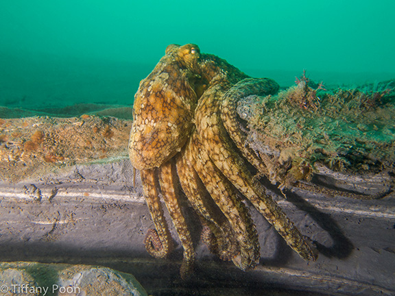 Two-spot Octopus