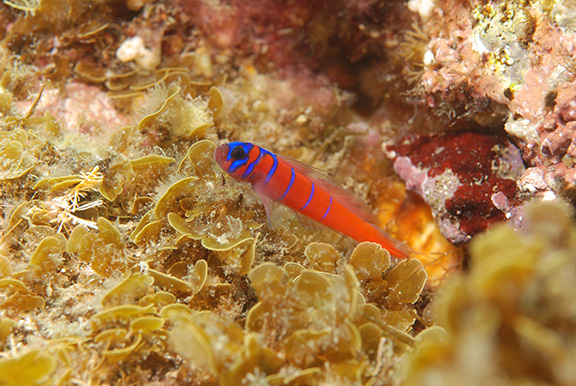 Bluebanded Goby
