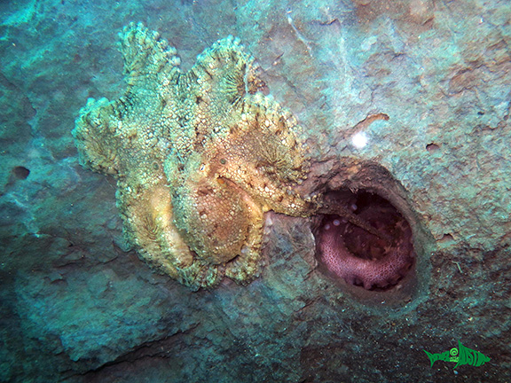 Two-spot Octopus