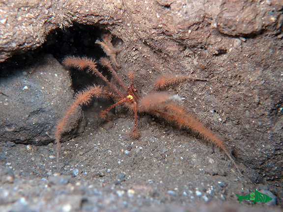 Panamic Arrow Crab