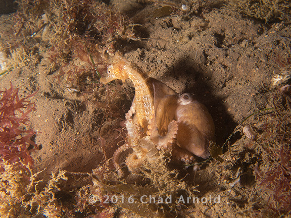 Pacific Seahorse and Octopus