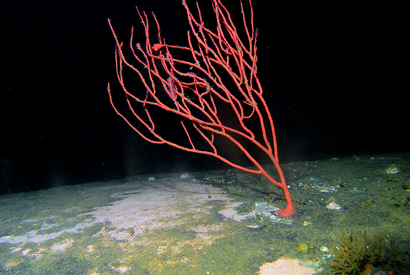 Red Gorgonian