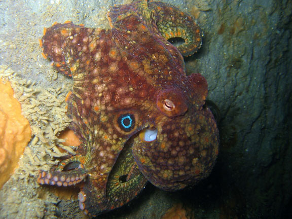 octopus with two moods