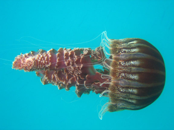 Raising Pet Jellyfish: Jellyfish Species Index